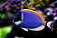 Powder Blue Tang - Imagem 2