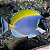 Powder Blue Tang - Imagem 1