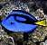Hepatus Blue Tang - Imagem 3