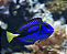 Hepatus Blue Tang - Imagem 2
