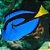 Hepatus Blue Tang - Imagem 1