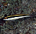 Maculipina (comedor de Planaria) - Imagem 1