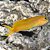 Midas Blenny - Imagem 1