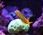 Midas Blenny - Imagem 3