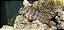 Lawnmower Blenny - Imagem 3