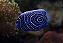Semicirculatus Angelfish Juvenil - Imagem 3