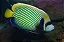 Imperator Angelfish Adulto - Imagem 3