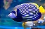Imperator Angelfish Adulto - Imagem 2