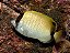 Borboleta Sedentarius - Imagem 3