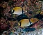 Borboleta Sedentarius - Imagem 2