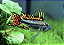 Apistograma Cacatoide - Imagem 3