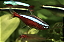 Tetra Neon Amazônico - Imagem 2