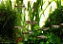 Tanict - Imagem 3