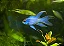 Ramirezi Electric Blue Véu - Imagem 1