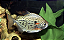 Pacu Manchado - Imagem 2