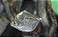 Pacu Manchado - Imagem 1