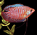 Colisa Lalia - Imagem 2