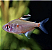 Tetra Rosáceo - Imagem 2