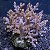 Kenia Tree - Imagem 3