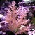 Kenia Tree - Imagem 1