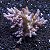 Kenia Tree - Imagem 2
