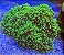 Mushroom Green Hair - Imagem 2