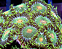 Zoanthus Green Bay Packer - Imagem 2