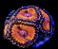 Palythoa Blood Sucker - Imagem 3