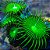 palythoa green button - Imagem 1