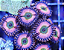 Palythoa Infusion Rainbow - Imagem 3