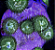 Palythoa Marble Green - Imagem 1
