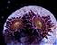 Palythoa Mohawk - Imagem 3