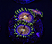 Palythoa Nirvana - Imagem 3