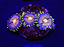 Palythoa Nirvana - Imagem 2