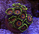 Zoanthus Watermelon - Imagem 3