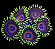 Zoanthus Watermelon - Imagem 2