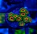 Zoanthus Watermelon - Imagem 1