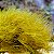 Yellow Polyp - Imagem 2