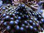 Zoanthus Baby Black Blue - Imagem 2