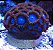 zoanthus blue tubes - Imagem 2