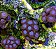 zoanthus blue tubes - Imagem 3