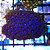 zoanthus blue tubes - Imagem 4