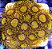 Zoanthus King Midas - Imagem 2