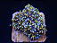 Galaxea Gold - Imagem 3