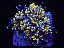 Galaxea Gold - Imagem 2