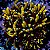Galaxea Gold - Imagem 1