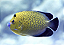 Goldflake Angelfish - Imagem 1