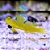 Yellow Watchman - Imagem 1