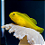 Yellow Clown Coralgoby - Imagem 1