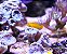 Yellow Clown Coralgoby - Imagem 2